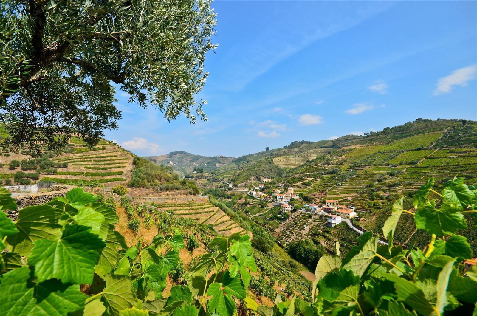 Portugal_Nordportugal_Weinberge bei Peso da Regua